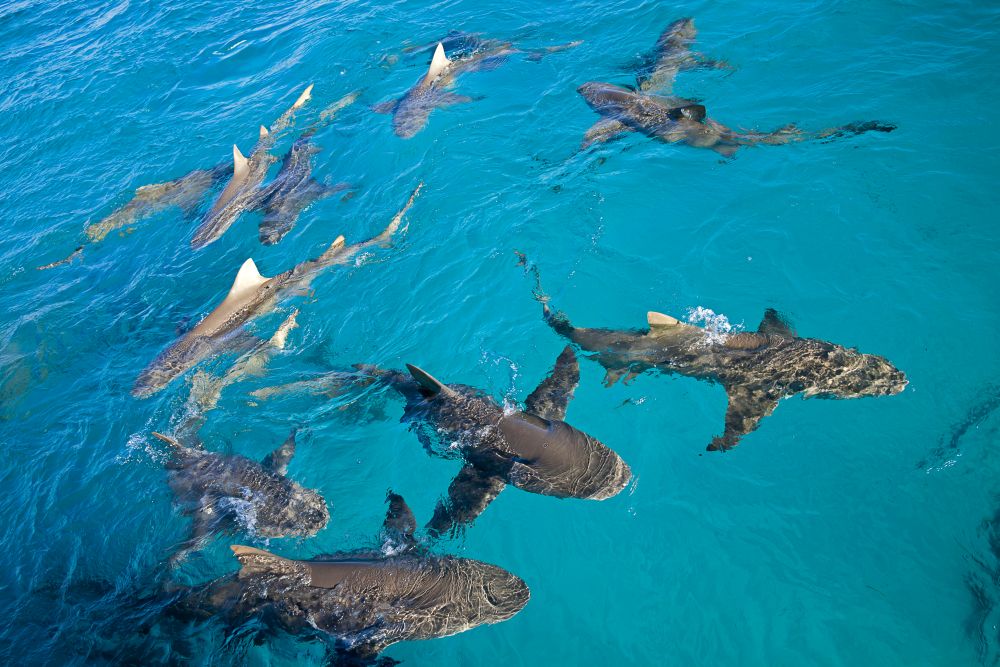 Lemon sharks gathering at the surface off West End, Grand Bahama poster print by David Fleetham.