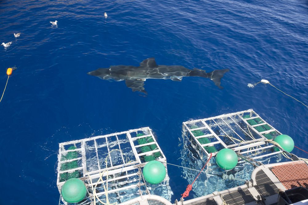 Great White Shark poster print by David Fleetham, ocean artwork.