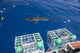 Great White Shark poster print by David Fleetham, ocean artwork.