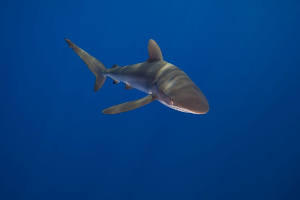 Silky Shark Carcharhinus falciformis poster print from Hawaii.