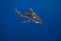 Silky Shark Carcharhinus falciformis poster print from Hawaii.