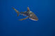 Silky Shark Carcharhinus falciformis poster print from Hawaii.