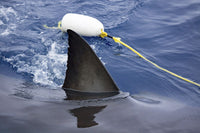 Dorsal fin of a great white shark swimming near a baited float off Guadalupe Island, Mexico.