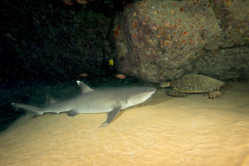 Whitetip reef shark and green sea turtle underwater poster print