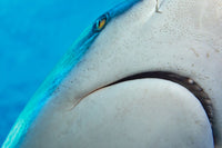 Close-up of grey reef shark's sensory organs, ampullae of Lorenzini, by David Fleetham.