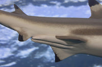 Close-up of male blacktip reef shark claspers by David Fleetham.