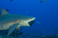 Bull shark with tuna head in its mouth, Beqa Lagoon, Fiji poster print.