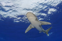 Female Oceanic Whitetip Shark swimming in open ocean, Hawaii - Poster Print by David Fleetham