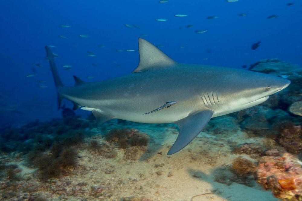 Male Bull Shark Poster Print from Beqa Lagoon, Fiji by David Fleetham