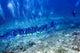 Divers preparing for a shark feeding at Beq Lagoon, Fiji poster print.