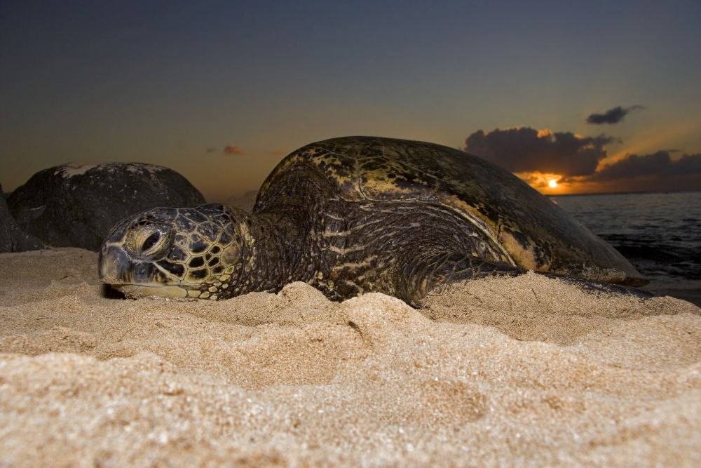 Green sea turtle resting on a beach at sunset on the North Shore of Oahu, Hawaii, poster print by David Fleetham.
