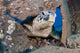 Green sea turtle poking head through old wreck in Maui, Hawaii.