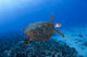 Hawksbill Sea Turtles Poster Print by David Fleetham showcasing beautiful marine life.