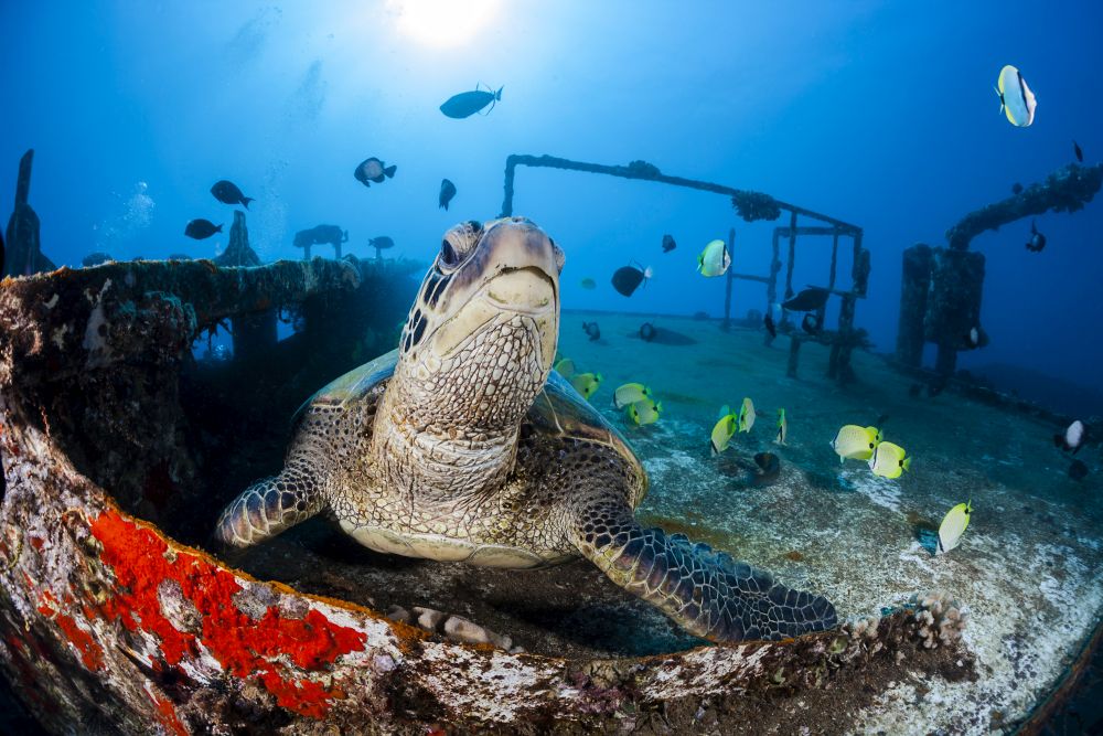 Green Sea Turtle and Milletseed Butterflyfish poster print featuring the Saint Anthony shipwreck in Maui.