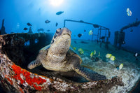 Green Sea Turtle and Milletseed Butterflyfish poster print featuring the Saint Anthony shipwreck in Maui.