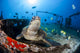 Green Sea Turtle and Milletseed Butterflyfish poster print featuring the Saint Anthony shipwreck in Maui.