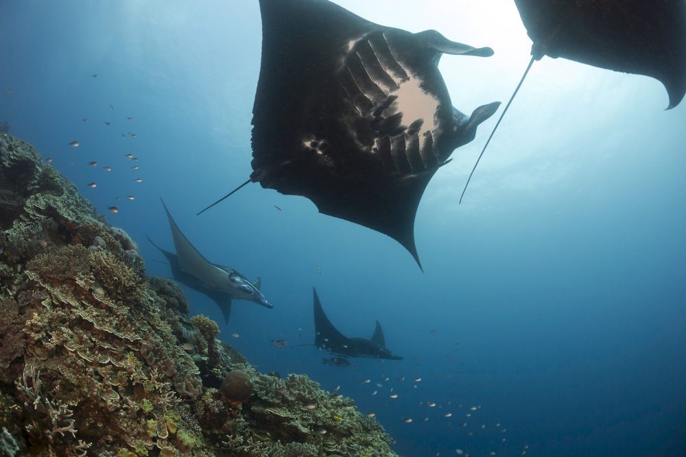 Five manta rays swimming close to the reef in Kandavu, Fiji - poster print