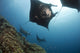 Five manta rays swimming close to the reef in Kandavu, Fiji - poster print