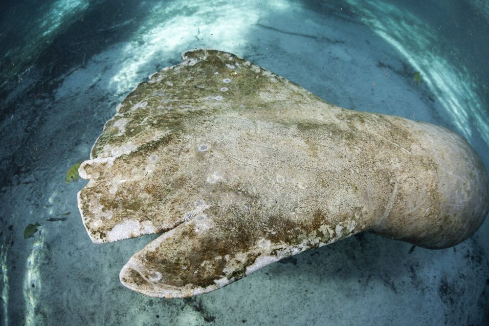 Healed Wounds on the Tail of a Florida Manatee Poster Print by David Fleetham