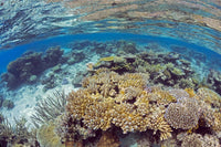 Shallow water reef scene off Kadavu Island, Fiji poster print by David Fleetham.