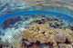 Shallow water reef scene off Kadavu Island, Fiji poster print by David Fleetham.