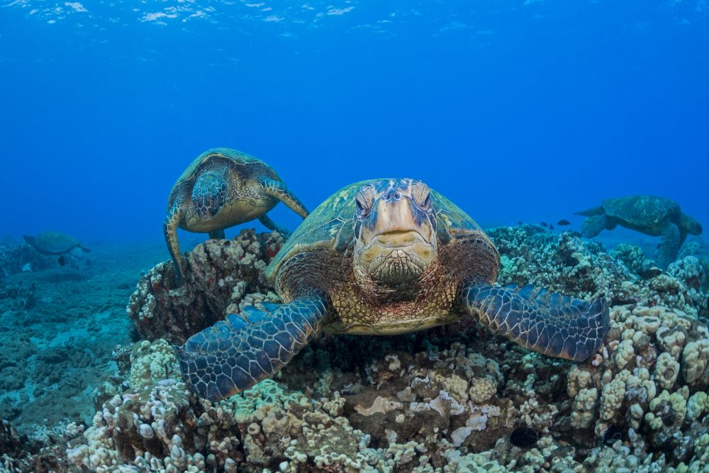 Several green sea turtles at a cleaning station in West Maui, Hawaii - Poster Print by David Fleetham.