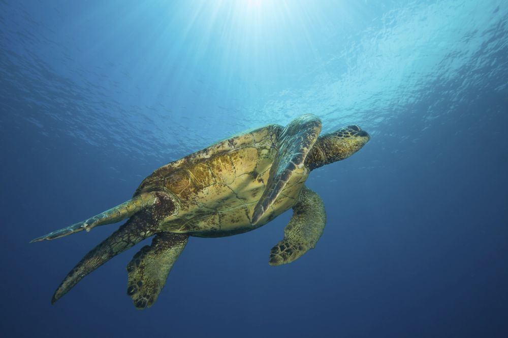 Male Green Sea Turtle swimming towards the surface in Hawaii - Poster Print by David Fleetham