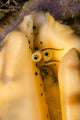 Close-up look at Lentigo pipus conch shell eye stocks poster print.