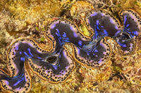 Detail of a Boring Giant Clam Tridacna crocea Poster Print by David Fleetham.