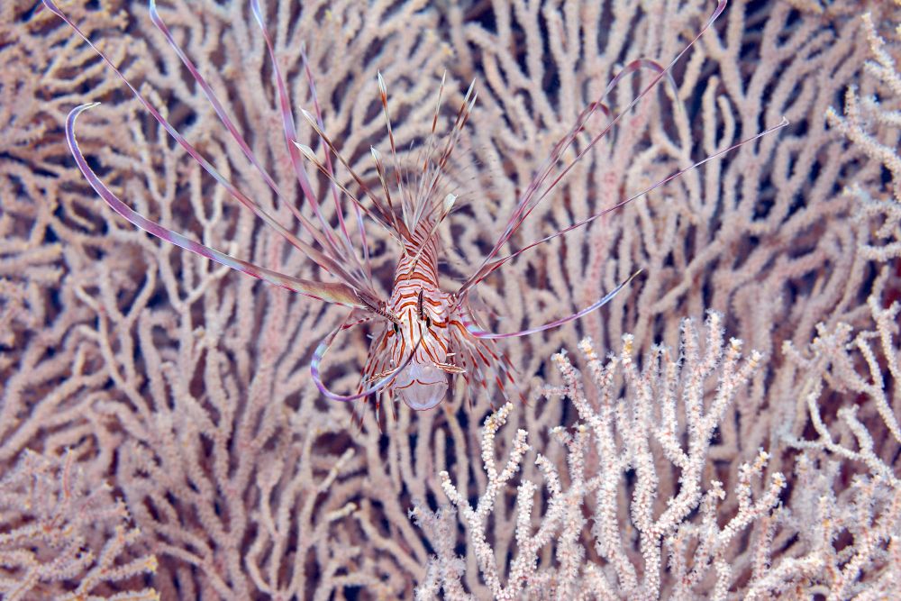 Juvenile lionfish in front of a gorgonian fan poster print by David Fleetham.