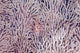 Juvenile lionfish in front of a gorgonian fan poster print by David Fleetham.