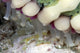 Tube feet of a seastar Echinaster callosus poster print by David Fleetham.