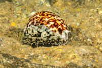 Tiger cowry shell poster print by David Fleetham, featuring vibrant ocean colors.