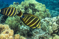 Sailfin Tang swimming over a vibrant reef in Hawaii poster print.