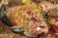 Coral Grouper at a Cleaning Station in Bali, Indonesia Poster Print