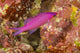 Purple Queen Anthias Poster Print showcasing the female stage of Pseudanthias pascalu.