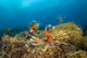 Trio of Lionfish hunting above a reef in the Philippines poster print