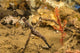Harlequin Ghost Pipefish and Robust Ghost Pipefish Poster Print