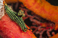 Green Neon Nudibranch print by David Fleetham showcasing vibrant underwater colors.