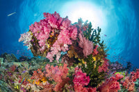 Alcyonaria and Gorgonian Coral with Schooling Anthias Poster Print by David Fleetham