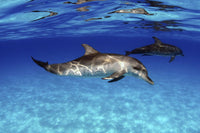 Young Atlantic spotted dolphin swimming in the Bahamas poster print