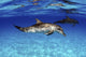 Young Atlantic spotted dolphin swimming in the Bahamas poster print