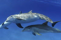 Pregnant female Atlantic bottlenose dolphin poster print by David Fleetham.