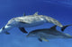 Pregnant female Atlantic bottlenose dolphin poster print by David Fleetham.