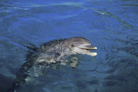Atlantic bottlenose dolphin poster print by David Fleetham, peeking above water.