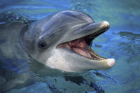 Atlantic Bottlenose Dolphin Poster Print by David Fleetham, dolphin peeking above water.