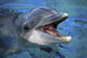 Atlantic Bottlenose Dolphin Poster Print by David Fleetham, dolphin peeking above water.