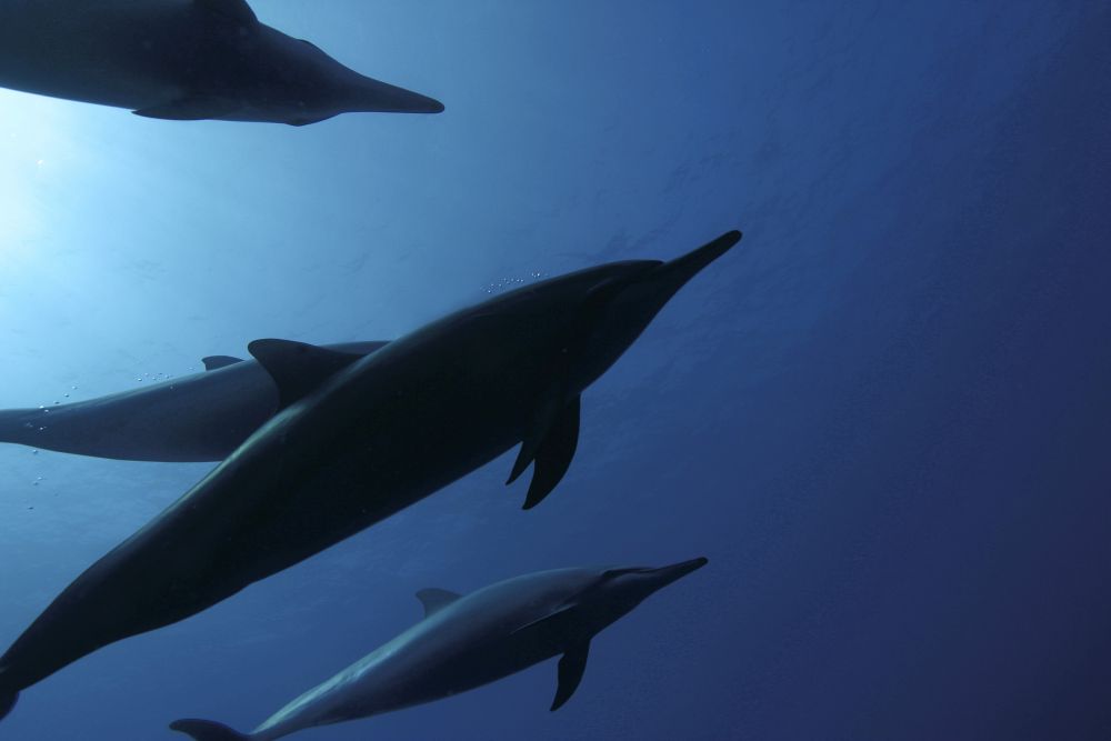 Spinner dolphins silhouetted against the sun in Hawaii poster print by David Fleetham.