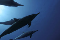 Spinner dolphins silhouetted against the sun in Hawaii poster print by David Fleetham.