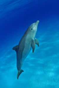 Atlantic bottlenose dolphin swimming in Bahama Banks poster print by David Fleetham